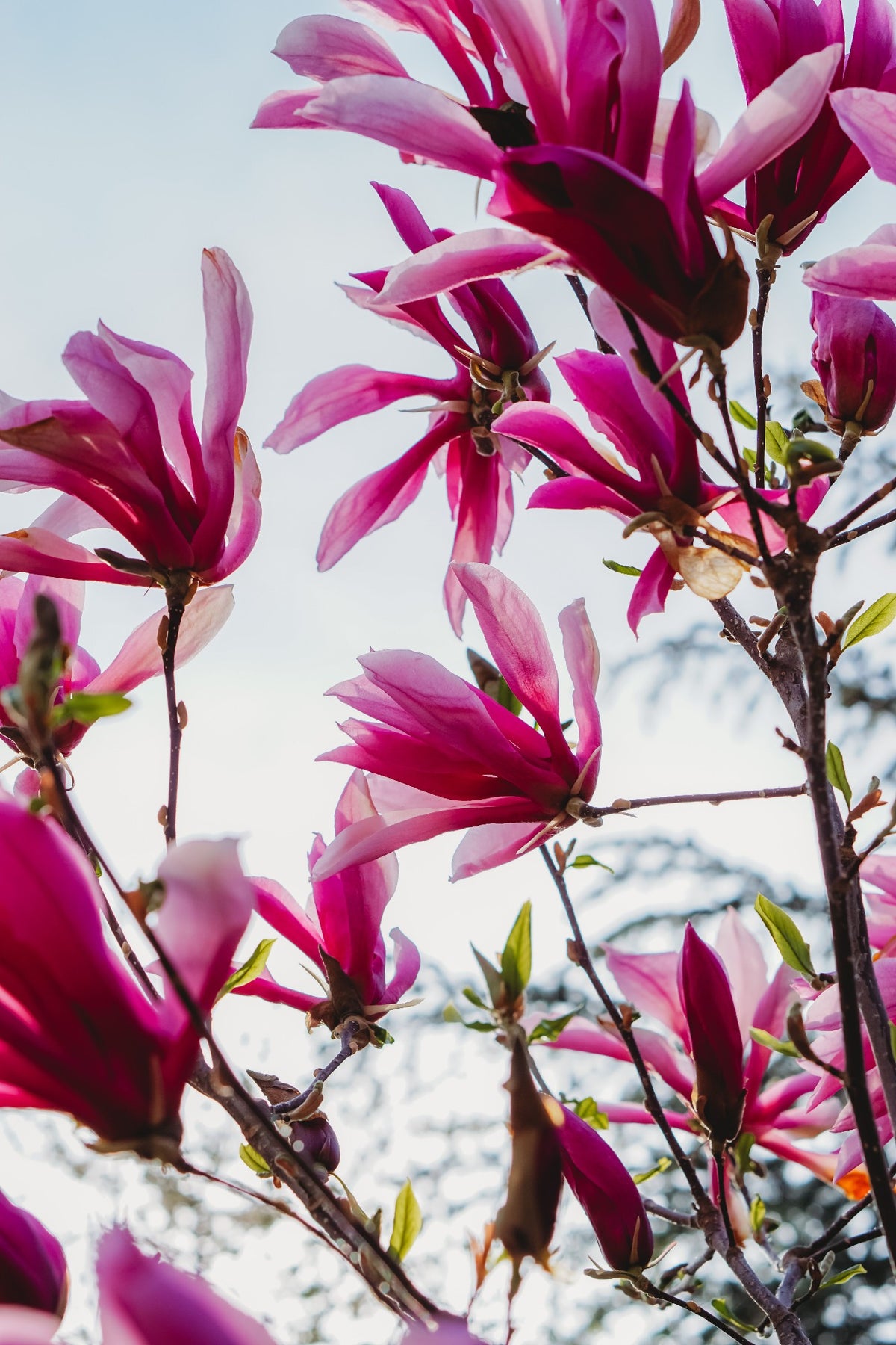 Magnolia Susan Bare (25lt)