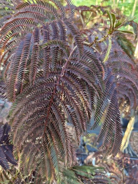 Albizia julibrissin Chocolate Fountain Weeping STD (45lt)