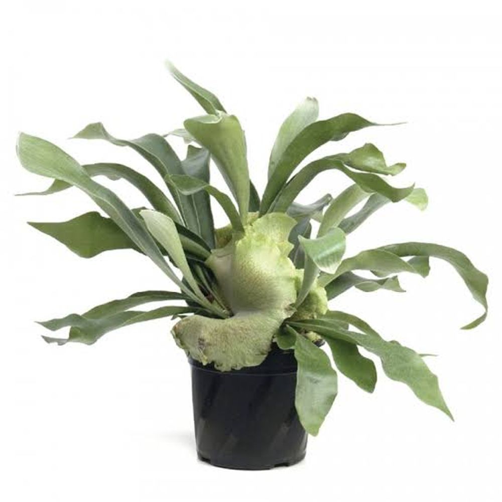 Platycerium Netherlands (5lt)