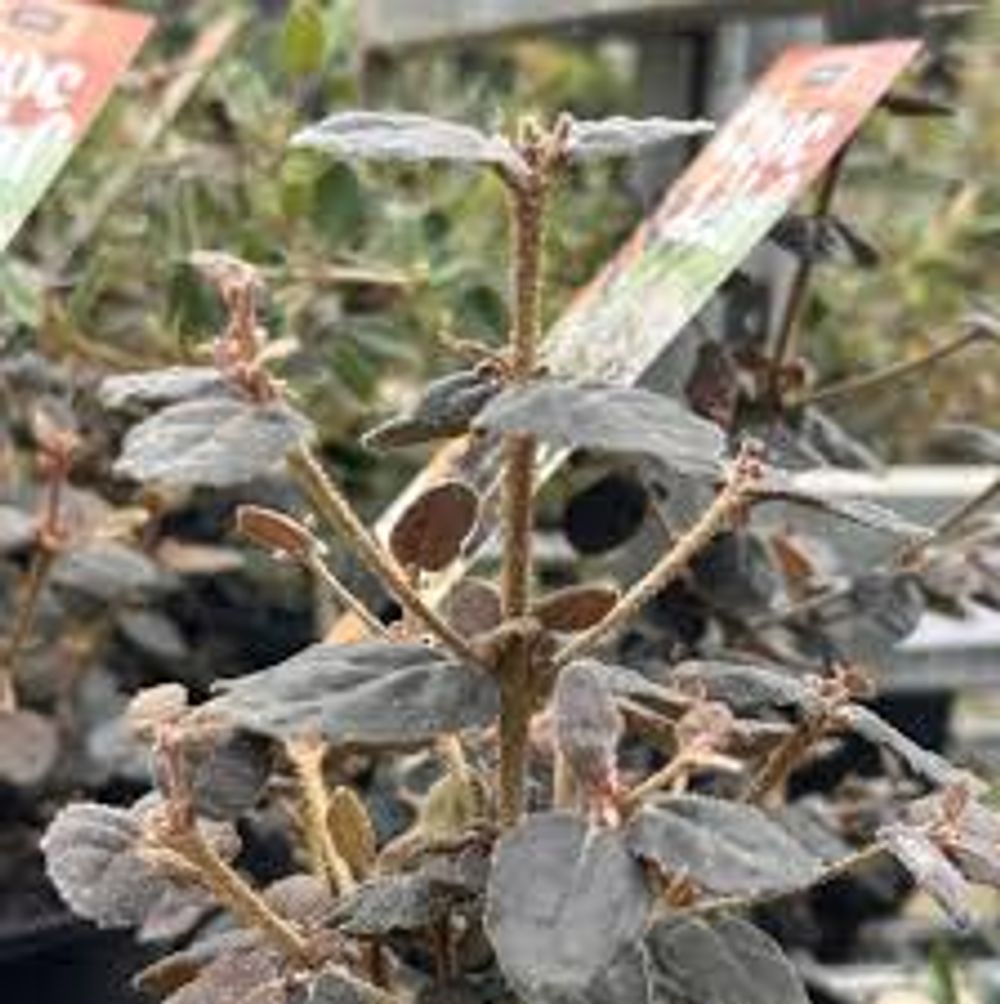 Correa Choc Leaf (14cm)