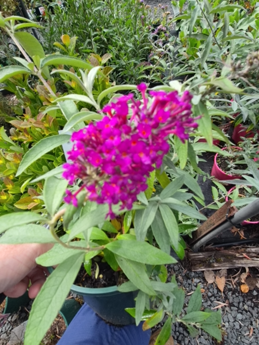 Buddleja Leah Raspberry (17cm)