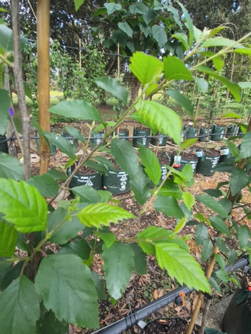 Betula nigra Dura Heat (35lt)
