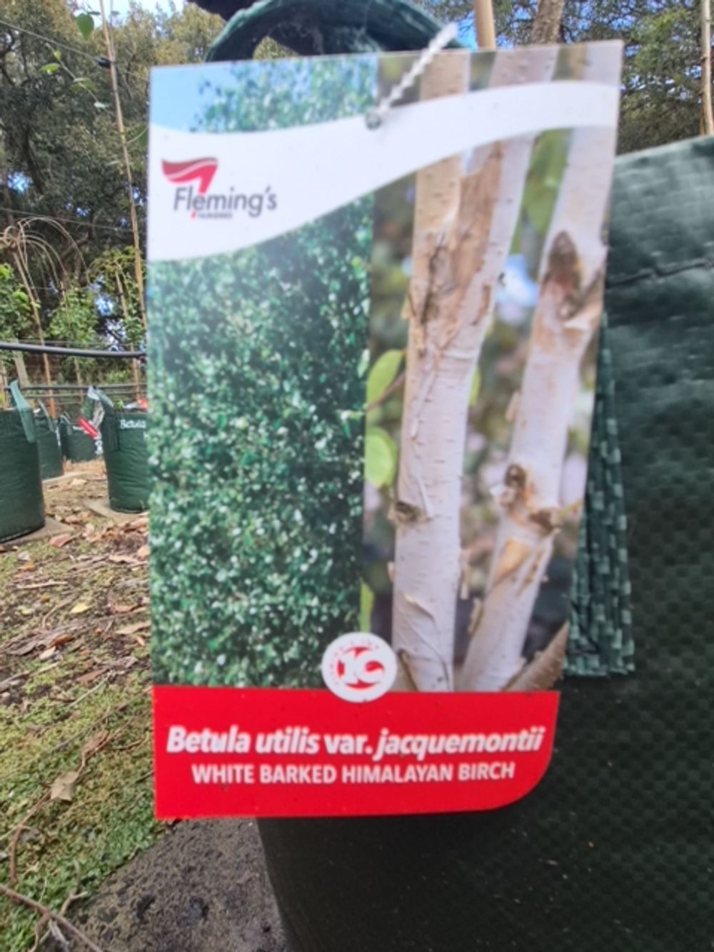 Betula utilis var. jacquemontii White Birch (35lt)