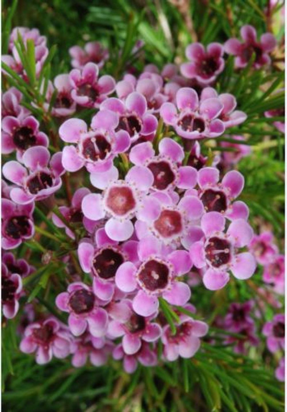 Chamelaucium Local Hero PBR (14cm)