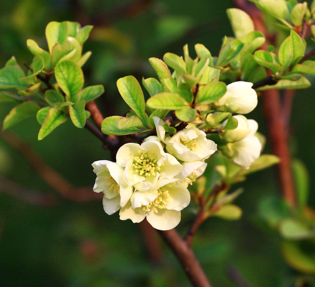 Quince Chaenomeles Flowering Quince