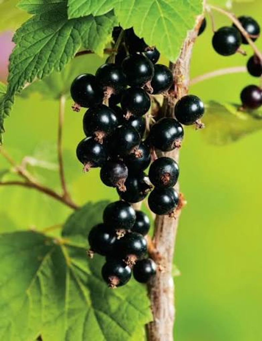 Currant Black