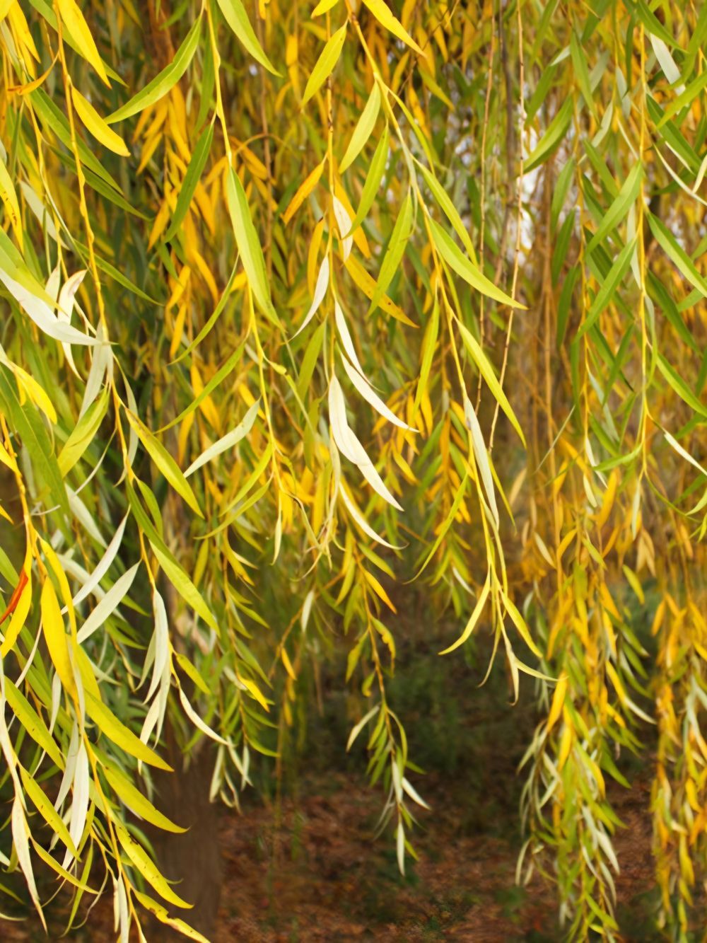 Salix Golden Weeping (35lt)