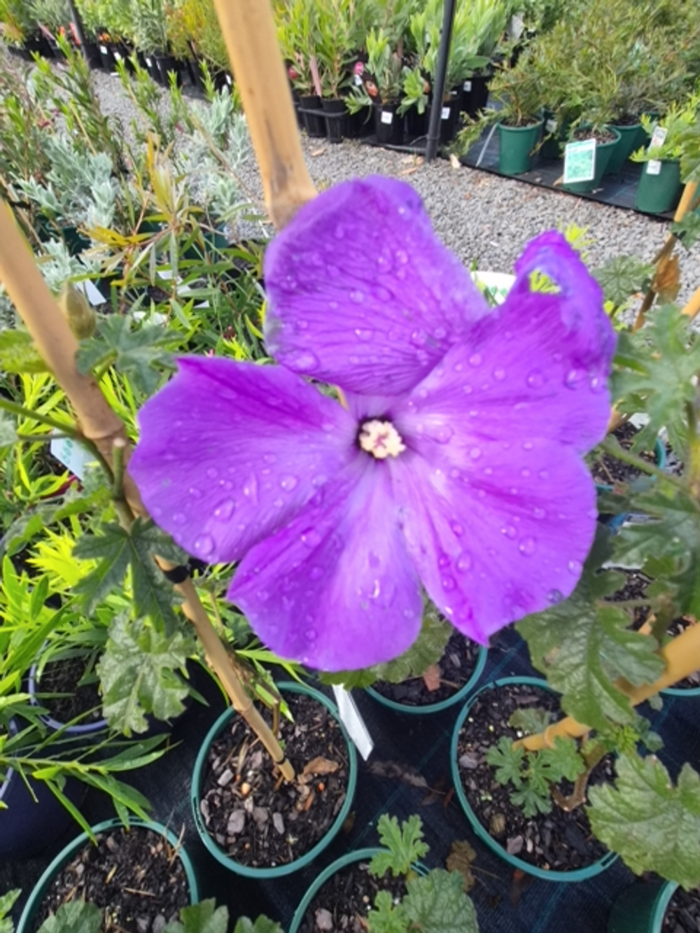 Alyogyne South Coast Gem (14cm)