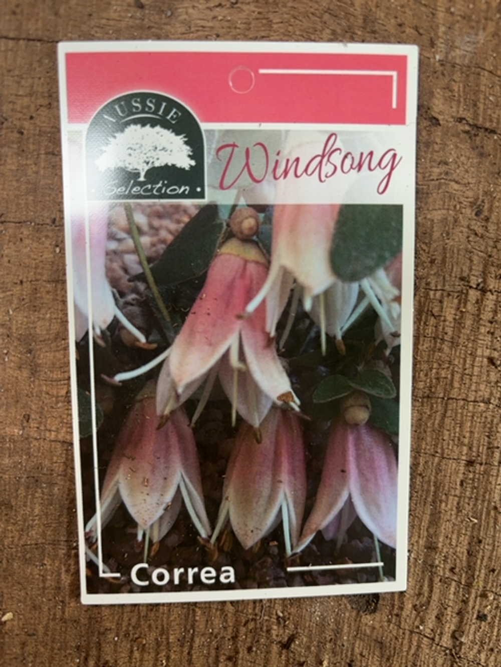 Correa Windsong (14cm)