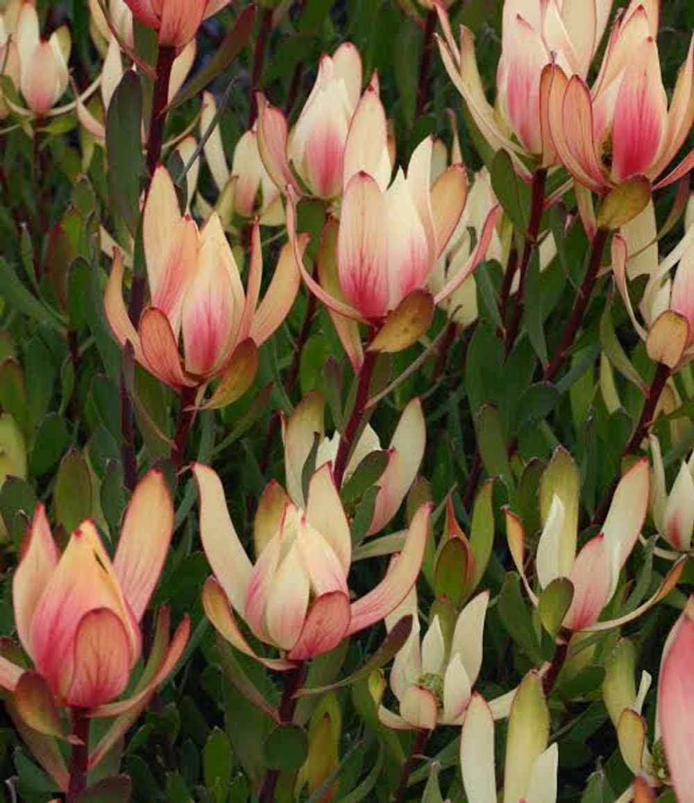 Leucadendron Sixteen Candles (14cm)