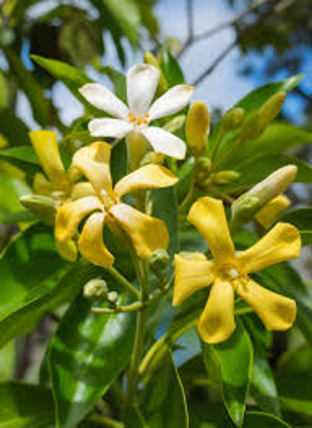Hymenosporum flavum Native Frangipani (30cm) 