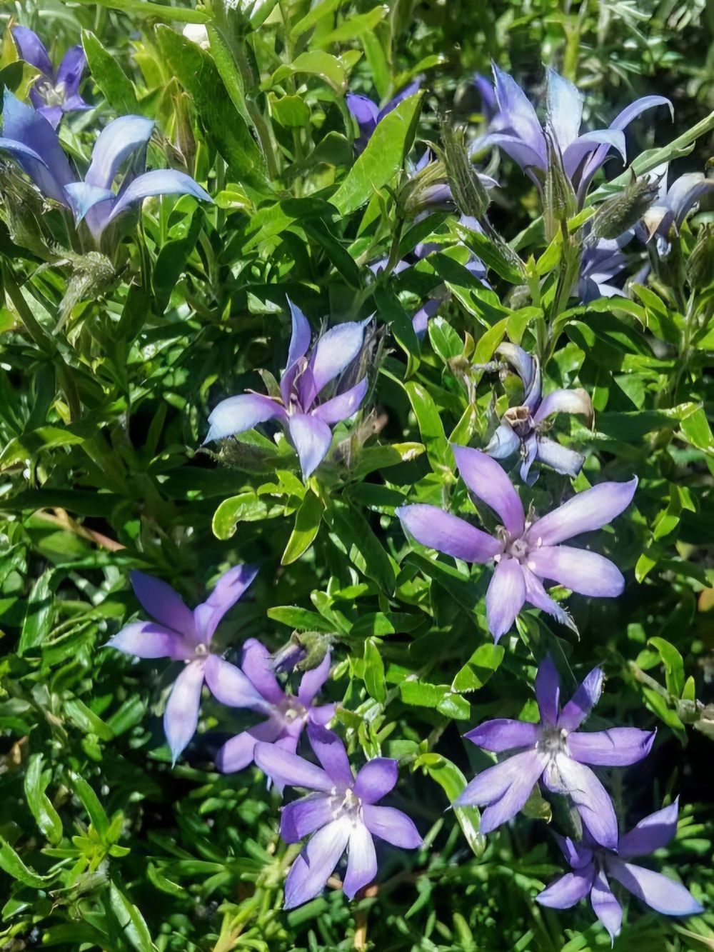 Billardiera variifolia Mt Brockman Climber (14cm)