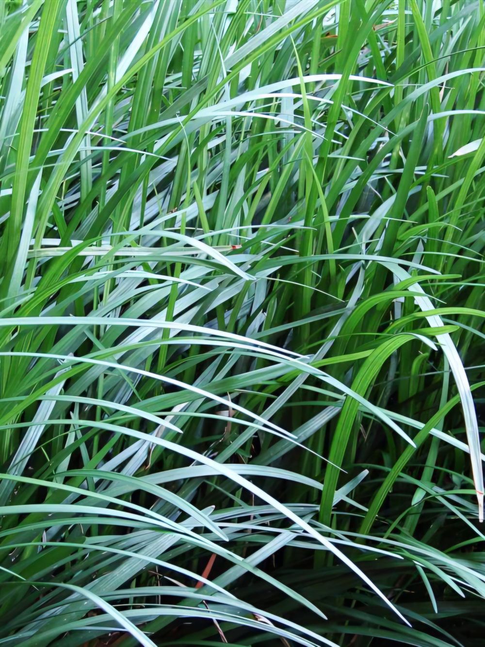 Ophiopogon japonicus Mondo Grass (17cm)