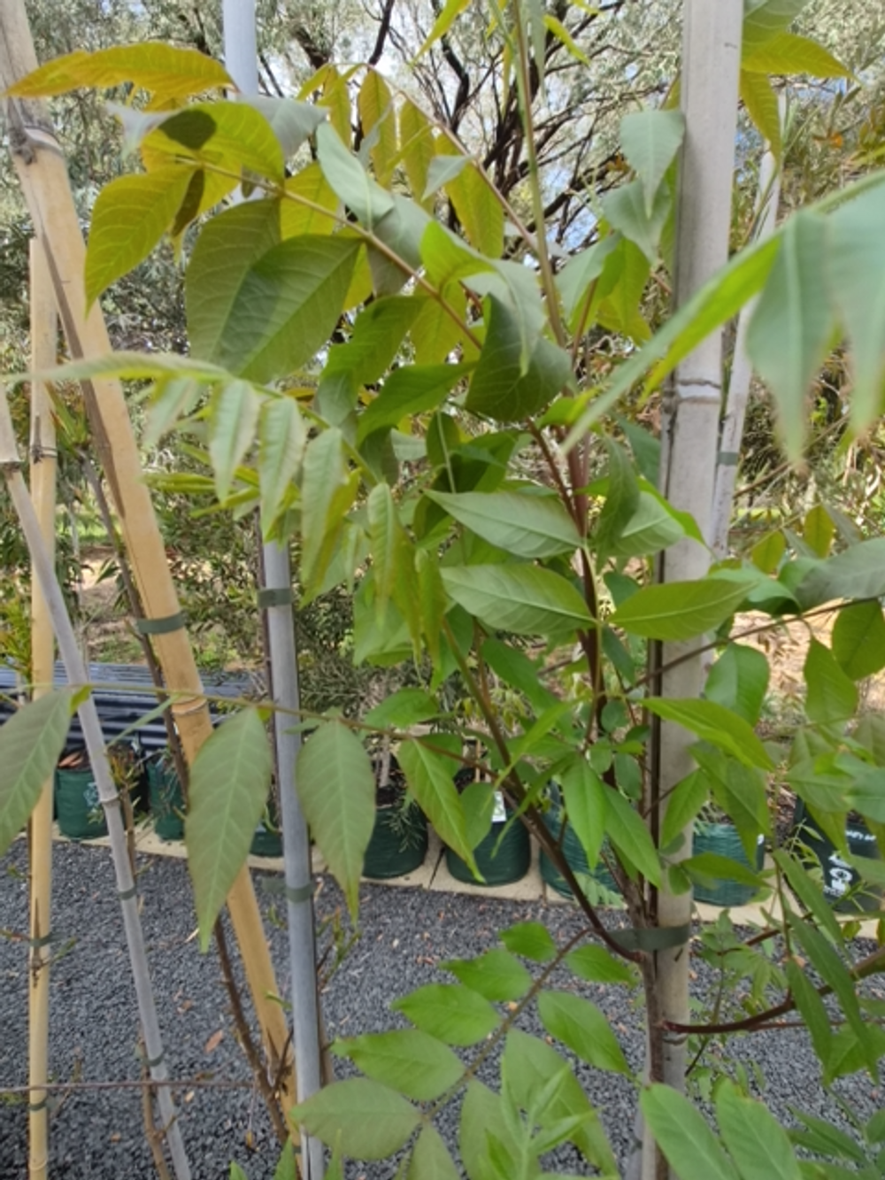 Pistacia Chinensis Chinese Pistachio (11lt)