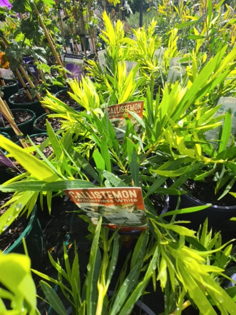 Callistemon Wilderness White (14cm)