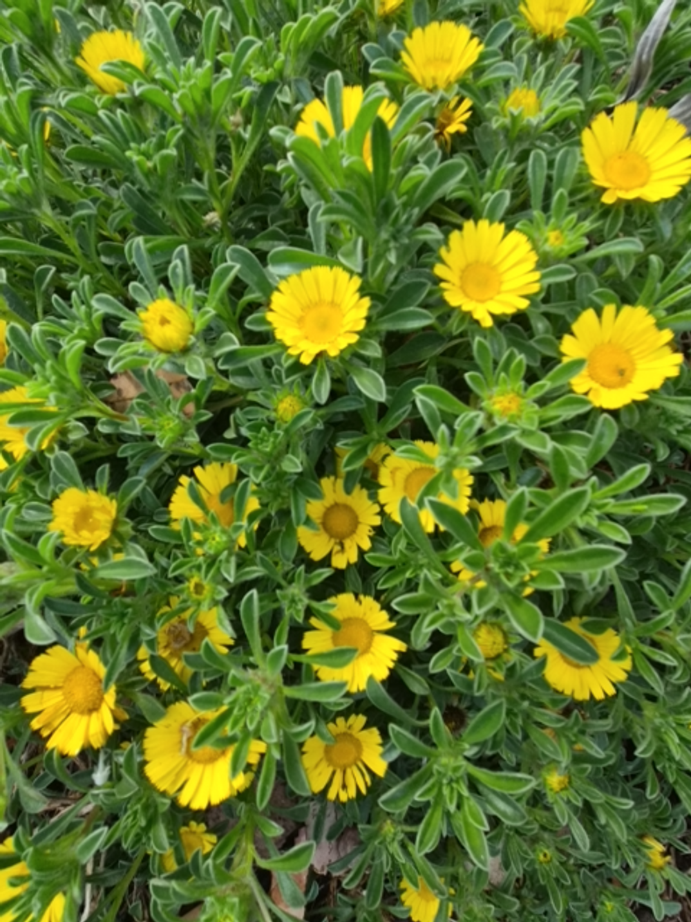 Asteriscus Teris Yellow (14cm)
