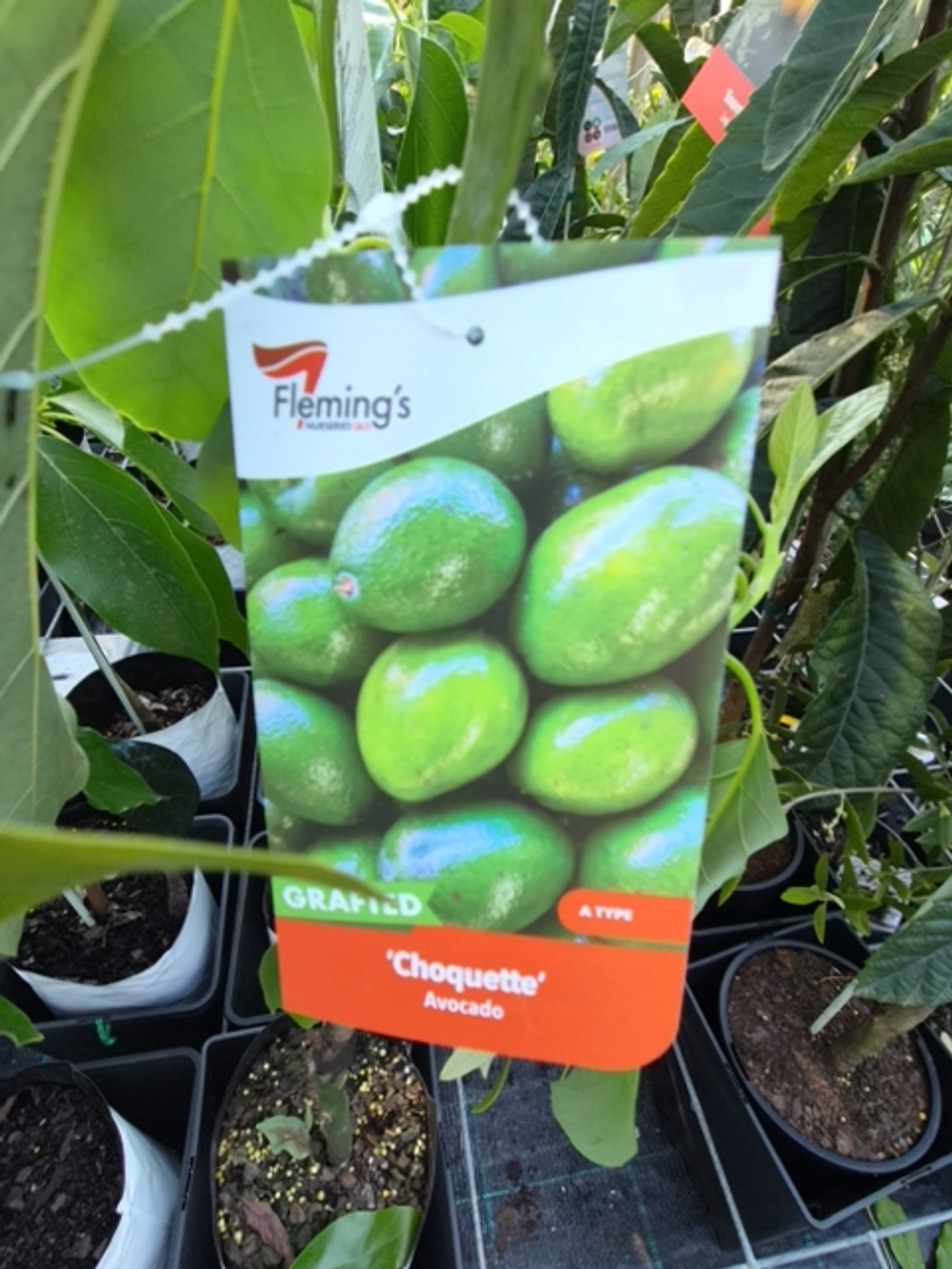 Avocado Choquette (5lt)