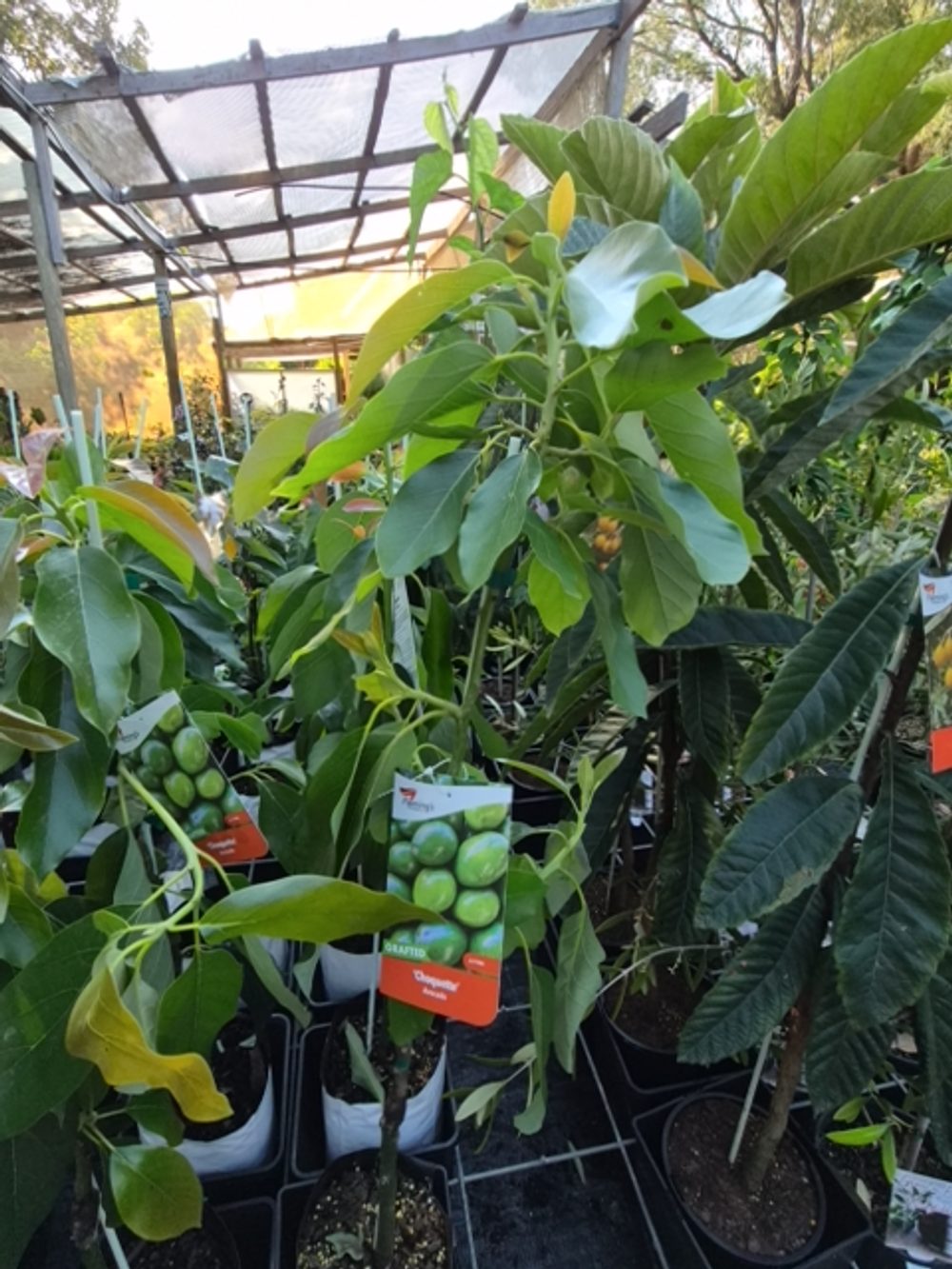 Avocado Choquette (5lt)