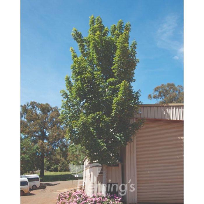 Acer Scarsen Scarlet Sentinel (45lt)