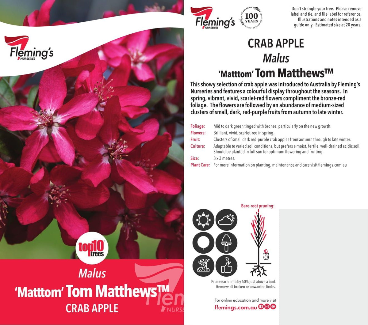 Malus Tom Matthews (25lt)