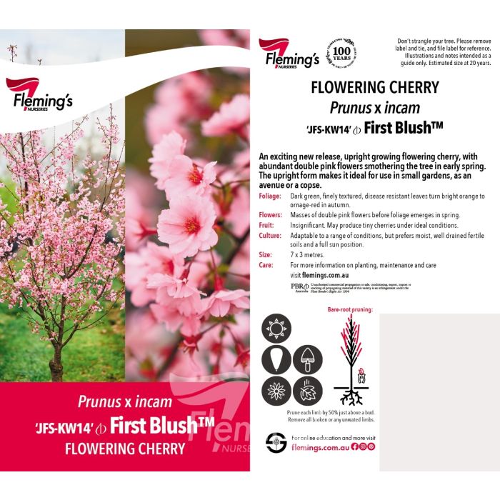 Prunus Cherry Kanzan (25lt)