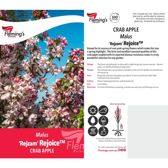 Malus Rejoice (25lt)