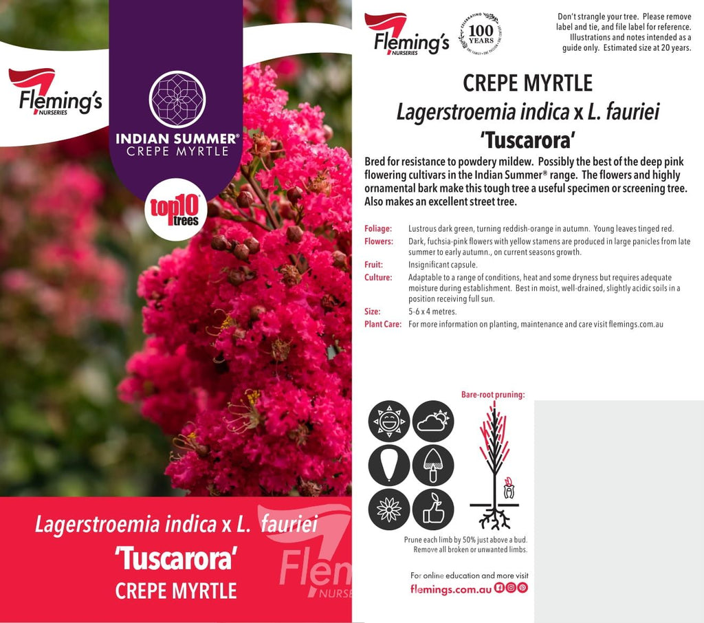 Lagerstroemia Tuscarora Crepe Myrtle (35lt)