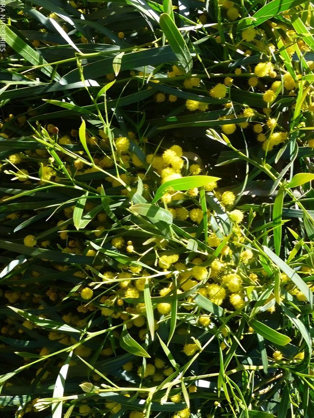 Acacia Saligna prostrate (13cm)