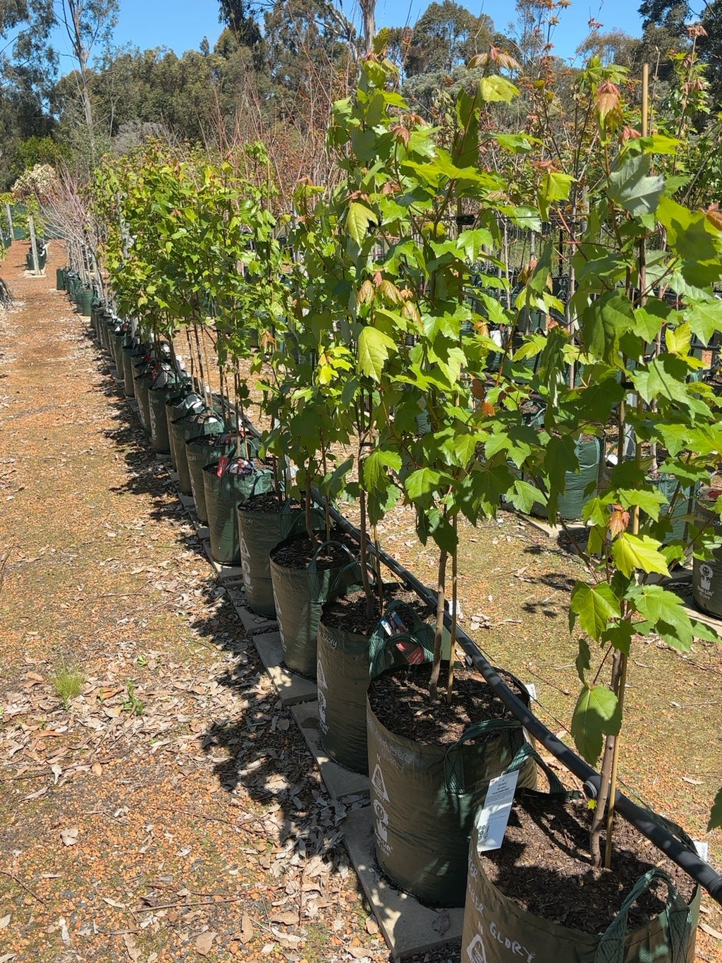 Acer October Glory (45lt)