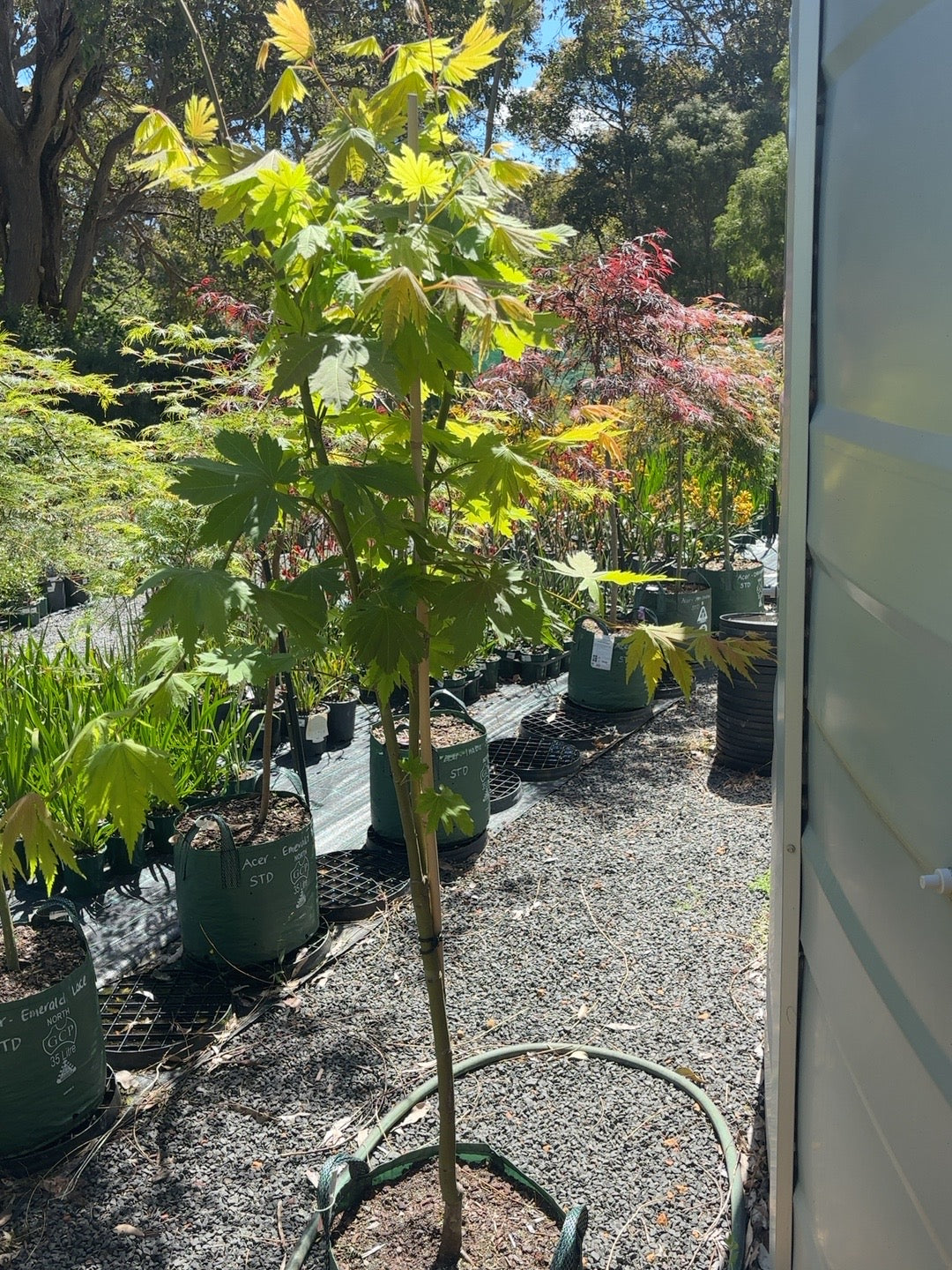 Acer Vitifolium Full Moon Maple Tree (35lt)