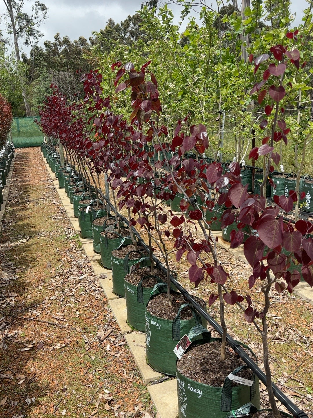 Cercis canadensis Forest Pansy (35lt)