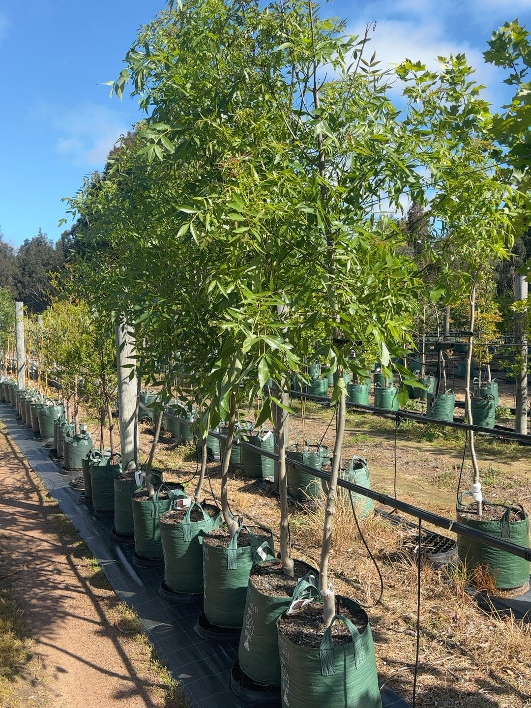 Fraxinus angustifolia Raywood Claret Ash (45lt)