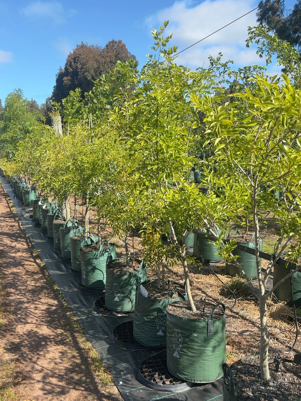 Fraxinus griffithii Flowering Ash (45lt)