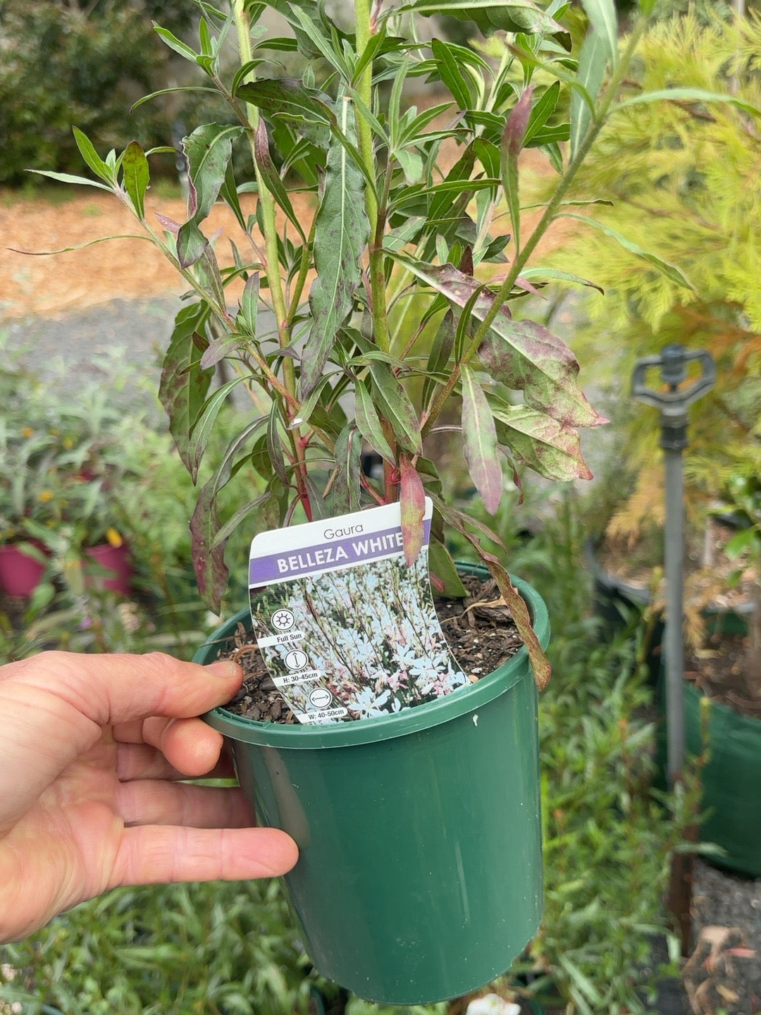 Gaura Belleza White (14cm)
