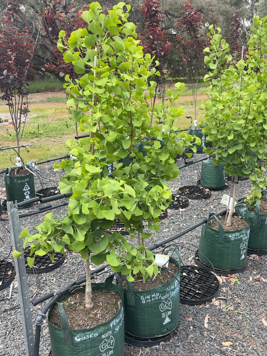 Ginkgo Princeton Sentry (35lt)