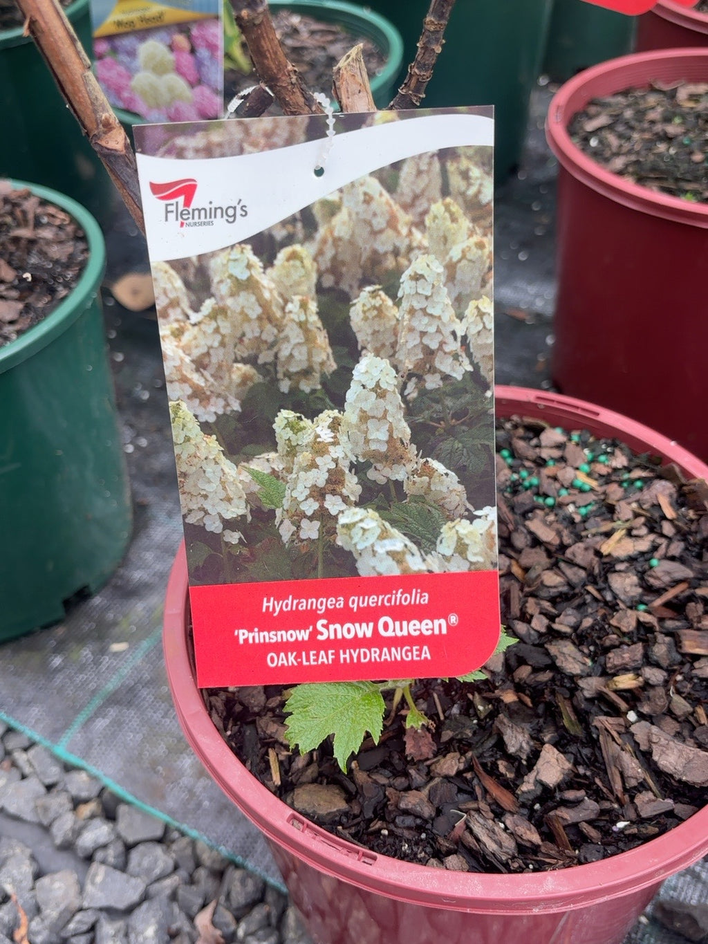 Hydrangea Snow Queen (20cm)