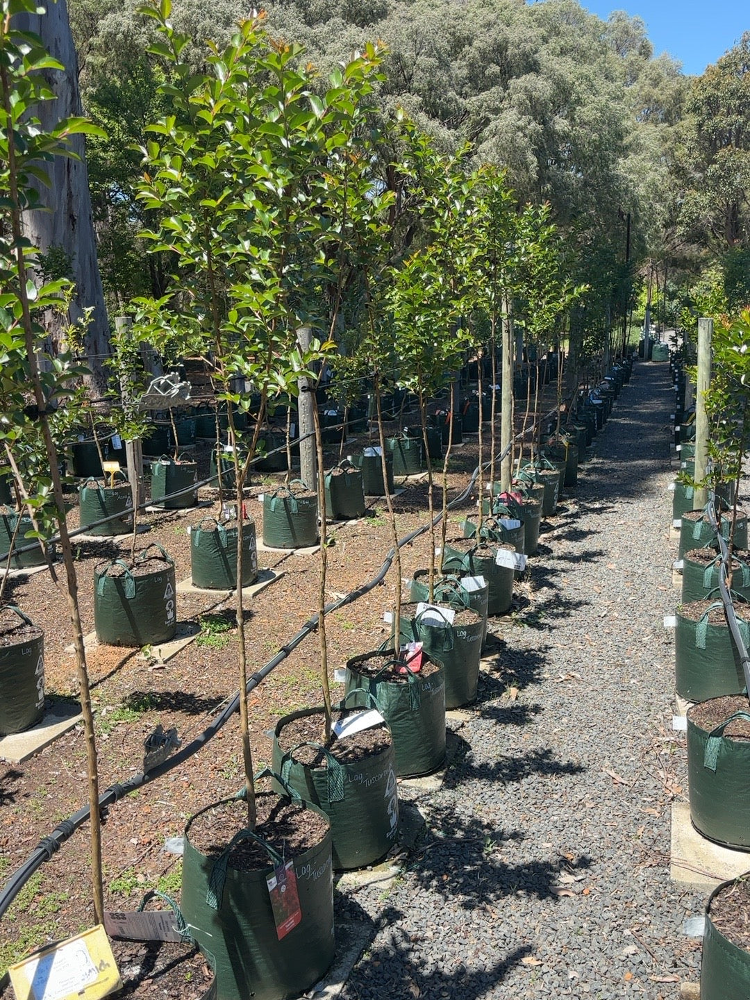 Lagerstroemia Tuscarora Crepe Myrtle (35lt)