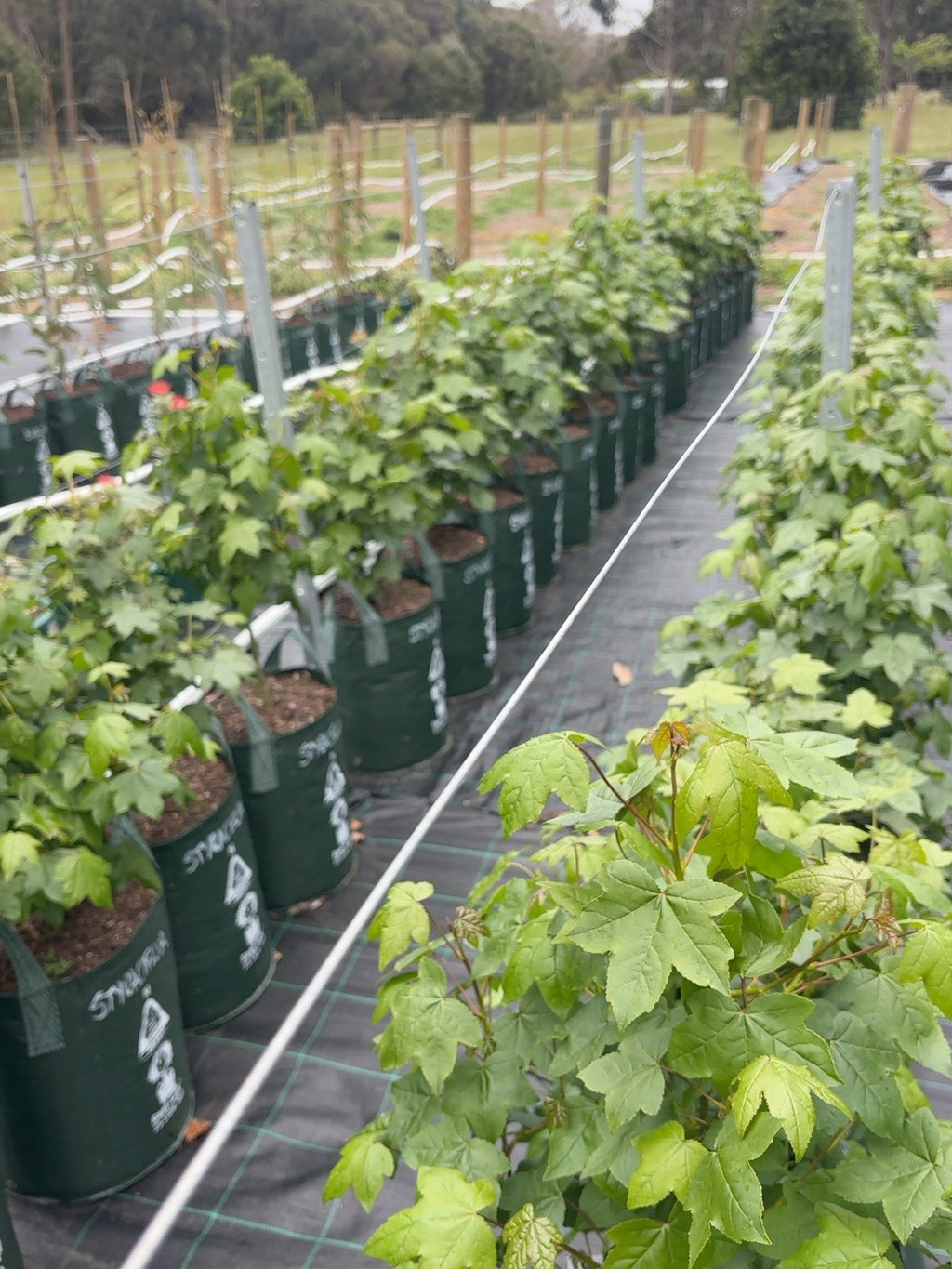 Liquidambar styraciflua American Sweetgum (25lt)