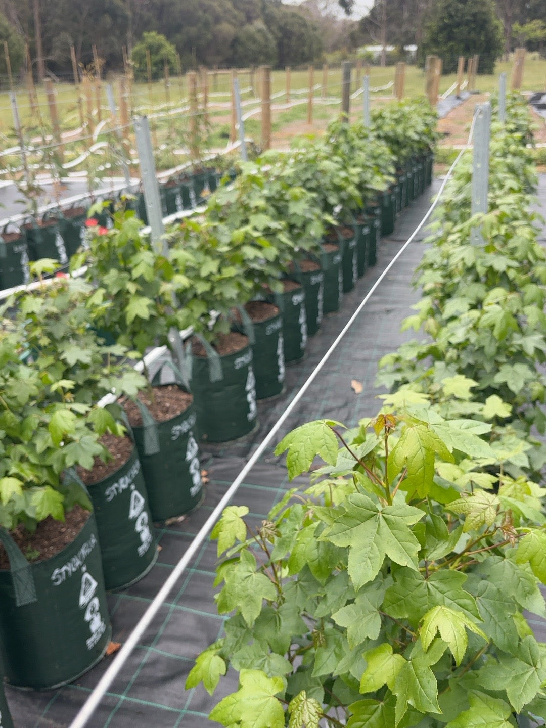 Liquidambar styraciflua American Sweetgum (25lt)