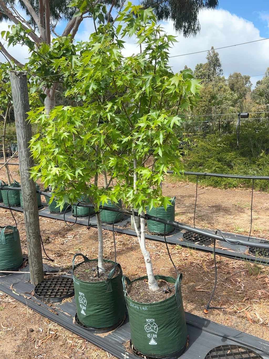 Liquidambar styraciflua Oakville Highlight (45lt)