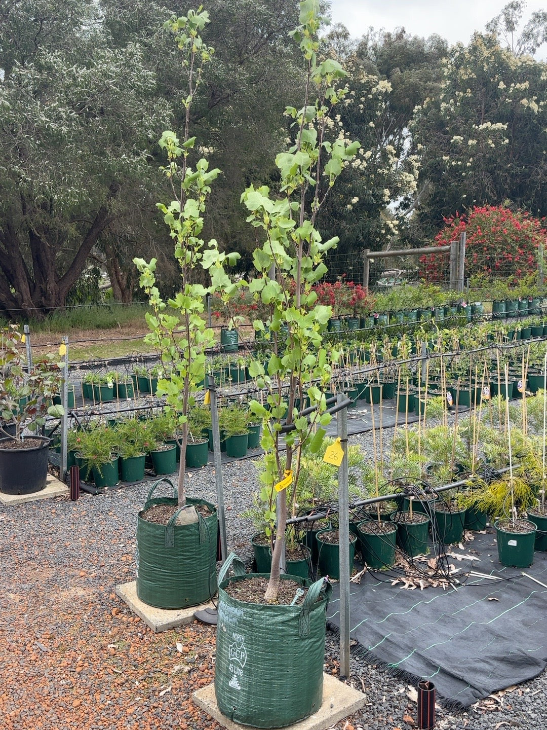 Liriodendron Tulip Tree (25lt)