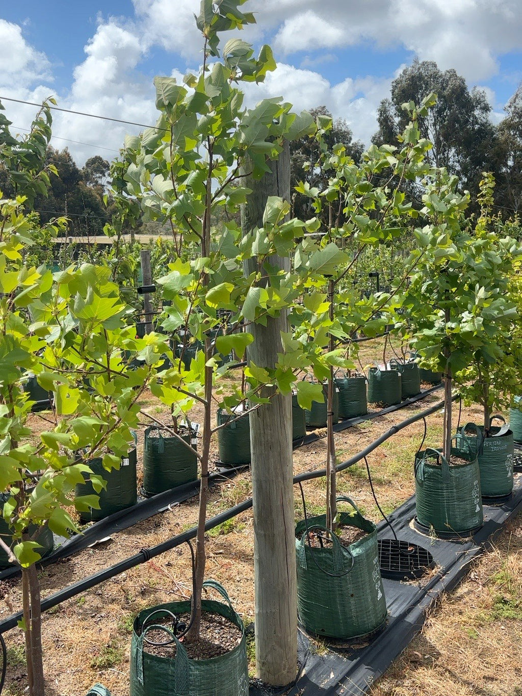 Liriodendron Tulip tree (45lt)