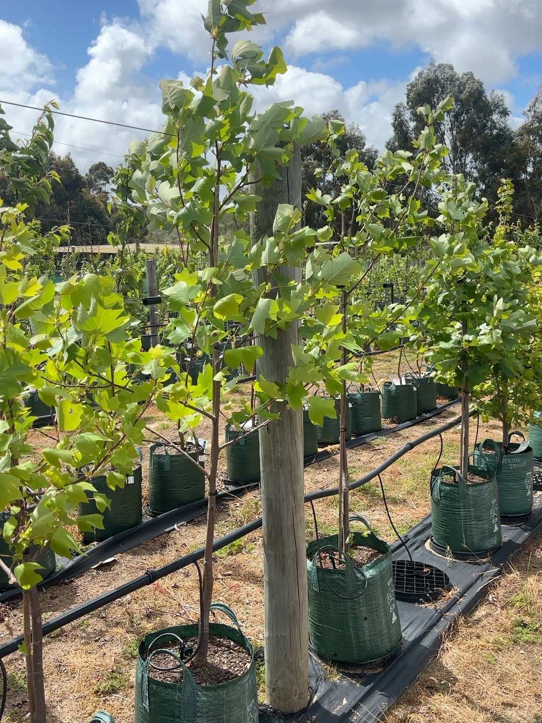 Liriodendron Tulip tree (45lt)