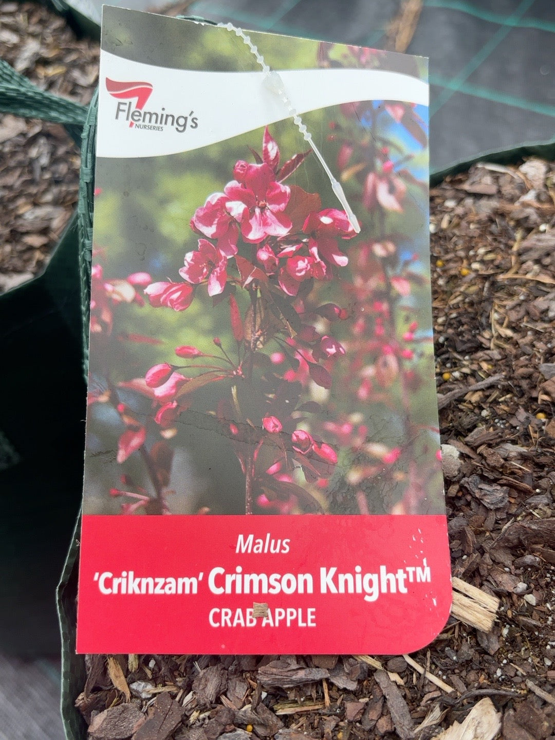 Malus Crimson Knight (25lt)