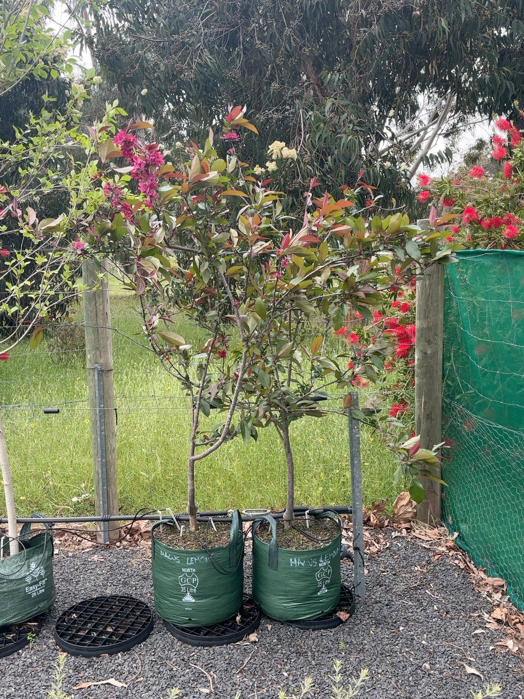 Malus Lemionei (45lt)