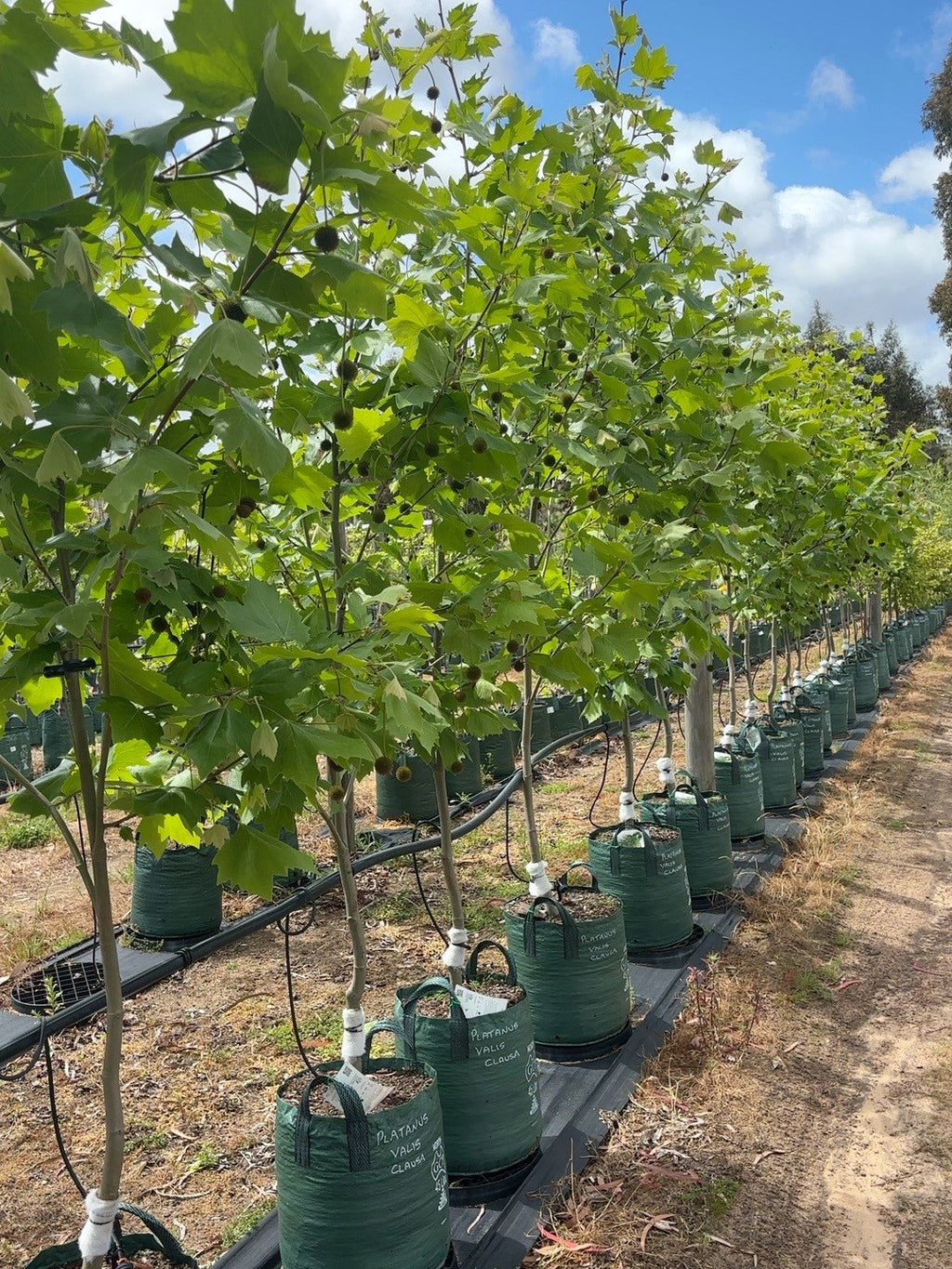 Platanus Vallis Clausa Plane Tree (45lt)