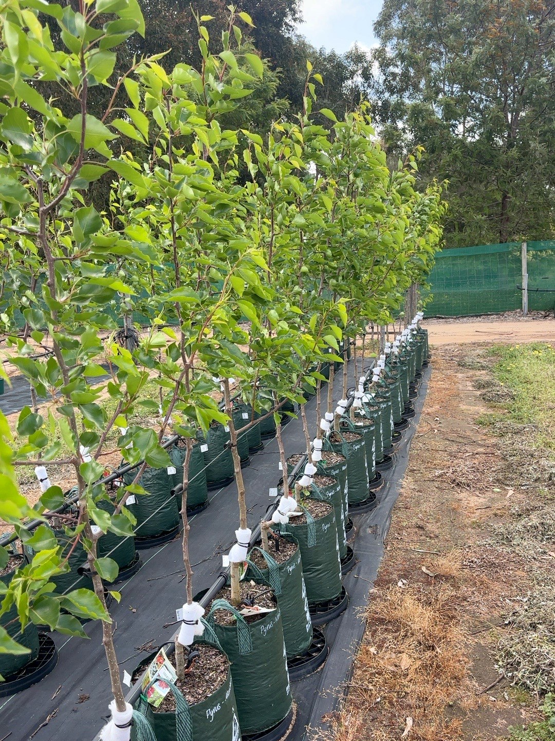 Pyrus Manchurian (45lt)