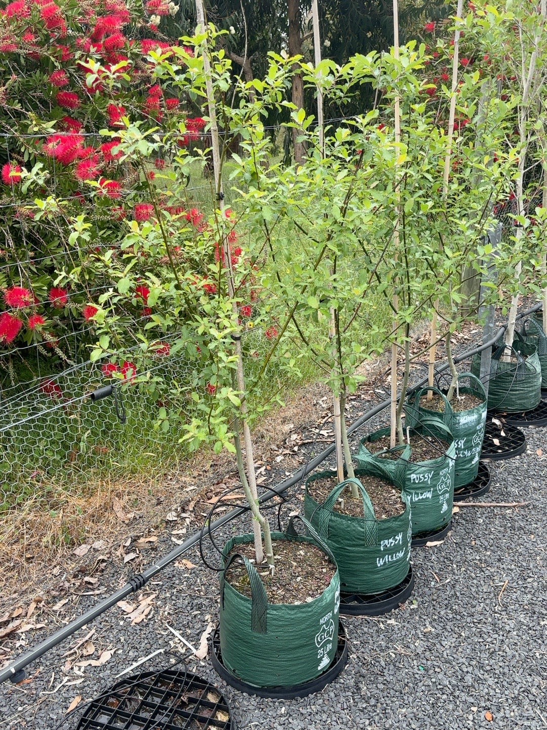 Salix Pussy Willow (25lt)