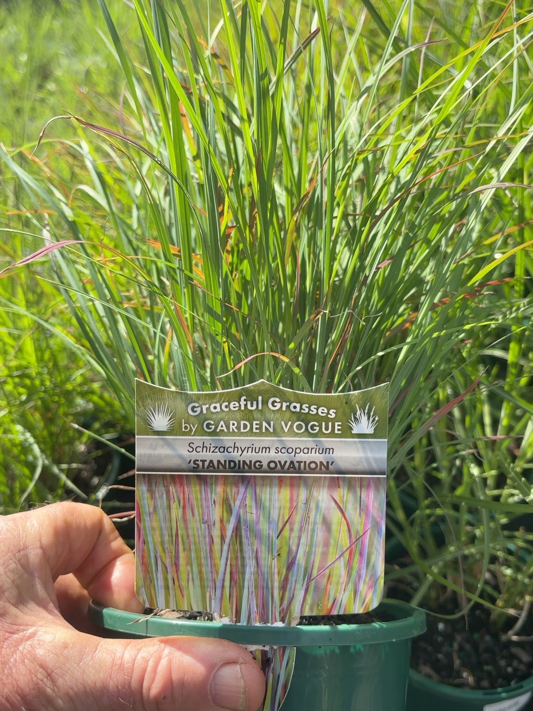 Schizachyrium Standing Ovation (14cm)