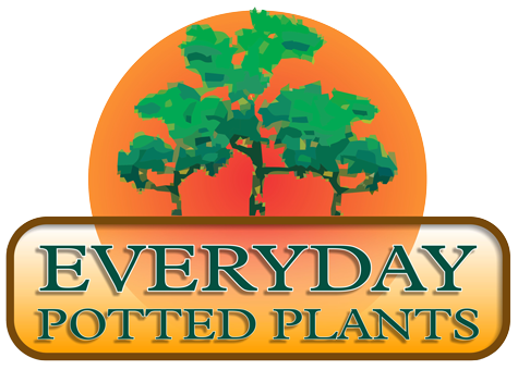 Everyday Potted Plants